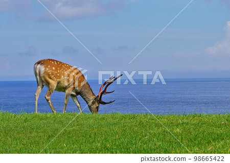 Wild stag in Soya Misaki Park Wild stag in Soya Misaki Park 98665422