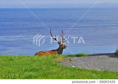 Wild stag in Soya Misaki Park 98665426