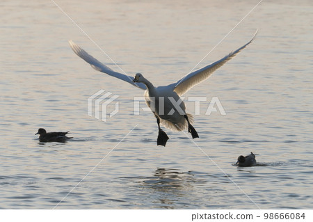 Swan landing on the surface of the water at dusk (Tatara-numa, Gunma Prefecture) 98666084