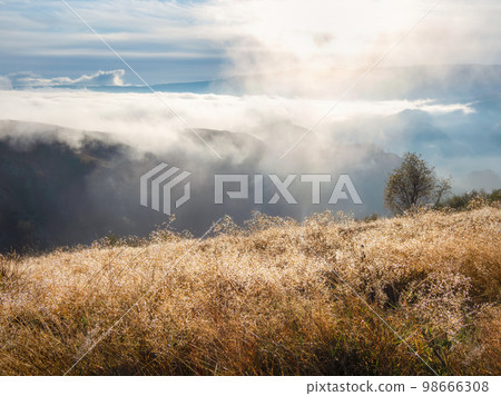Bright autumn field of grass covered with dew on the grass in the rays of the morning sun. Impressive natural sunny landscape with sparkling dew in the sun. 98666308