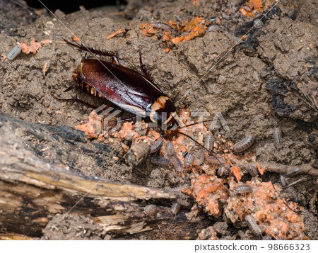 American cockroach American cockroach 98666323