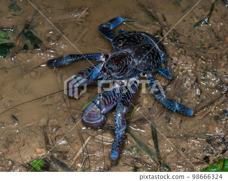 coconut crab 98666324