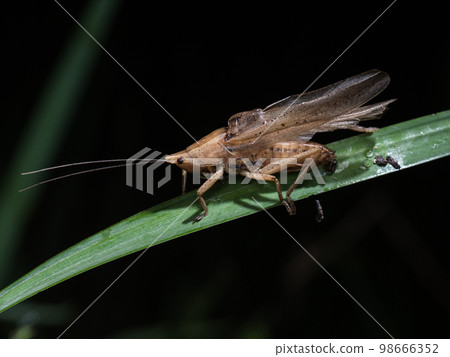 打電話給澀色 Kayakiri (Shibuirokayakirimodoki) 98666352