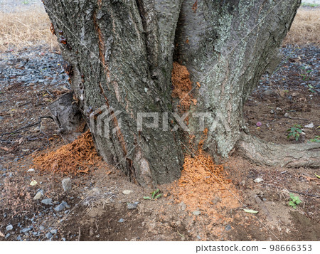 Damaged trees of KUBIA Katsuya KAMIKIRI Damaged trees of KUBIA Katsuya KAMIKIRI 98666353