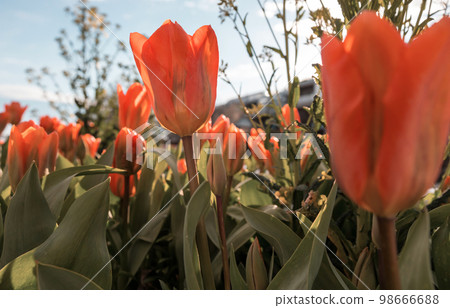 Tulip Tulip 98666688