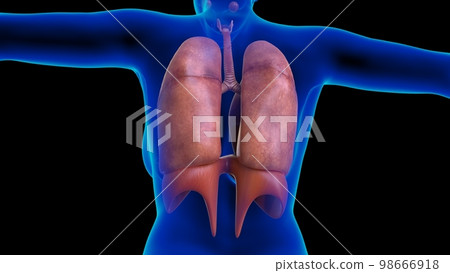 Female lungs and diaphragm anatomy for medical concept 3D rendering 98666918