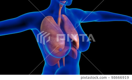 Female lungs and diaphragm anatomy for medical concept 3D rendering 98666919