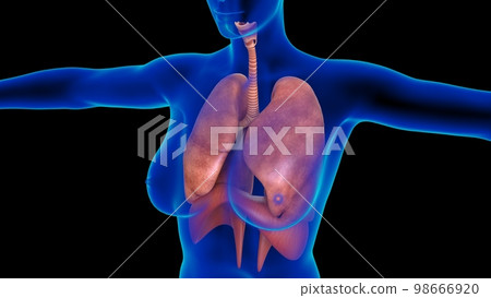 Female lungs and diaphragm anatomy for medical concept 3D rendering Female lungs and diaphragm anatomy for medical concept 3D rendering 98666920