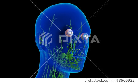 Human lymph nodes anatomy for medical concept 3D rendering Human lymph nodes anatomy for medical concept 3D rendering 98666922