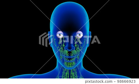 Human lymph nodes anatomy for medical concept 3D rendering 98666923