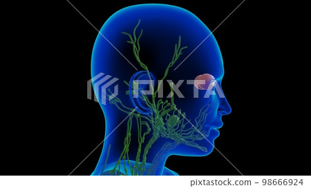Human lymph nodes anatomy for medical concept 3D rendering Human lymph nodes anatomy for medical concept 3D rendering 98666924