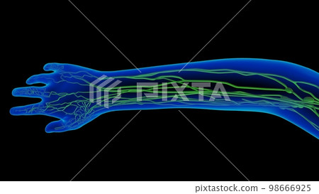 Human lymph nodes anatomy for medical concept 3D rendering 98666925