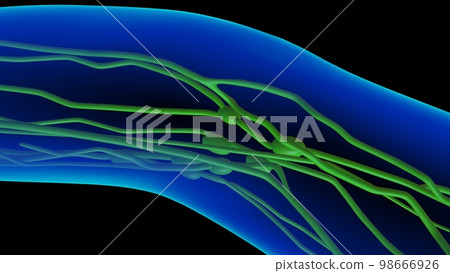 Human lymph nodes anatomy for medical concept 3D rendering Human lymph nodes anatomy for medical concept 3D rendering 98666926