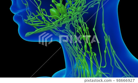 Human lymph nodes anatomy for medical concept 3D rendering 98666927