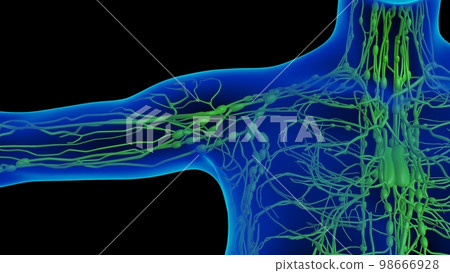 Human lymph nodes anatomy for medical concept 3D rendering 98666928