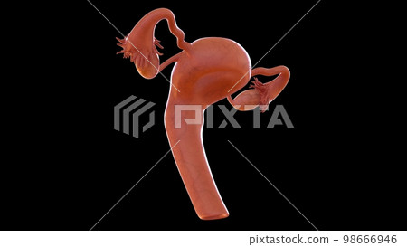 Female reproductive system anatomy uterus for medical concept 3D rendering 98666946