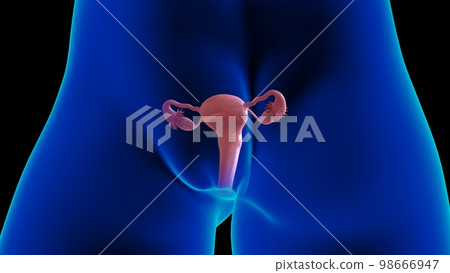 Female reproductive system anatomy uterus for medical concept 3D rendering 98666947