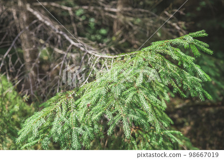 alive conifer branch on a dry lifeless tree alive conifer branch on a dry lifeless tree 98667019