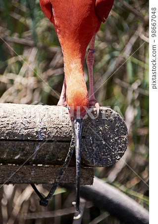 Scarlet ibis eating a small fish Scarlet ibis eating a small fish 98667048