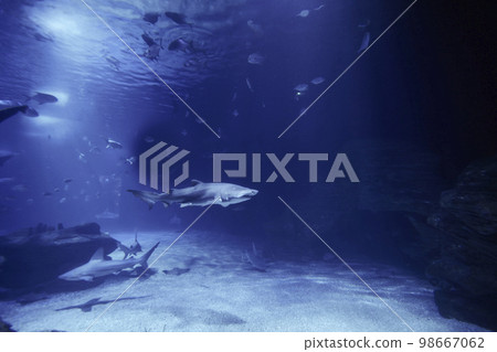 Tiger shark in the ocean surrounded by fish 98667062