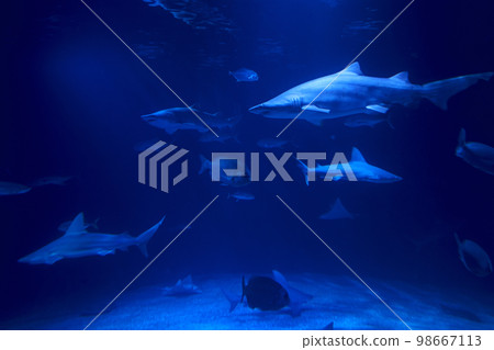 Tiger shark in the ocean surrounded by fish Tiger shark in the ocean surrounded by fish 98667113
