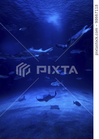 Tiger shark in the ocean surrounded by fish 98667118