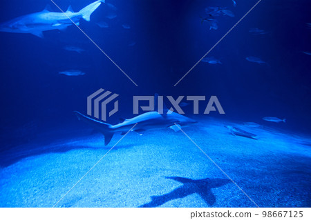 Tiger shark in the ocean surrounded by fish 98667125