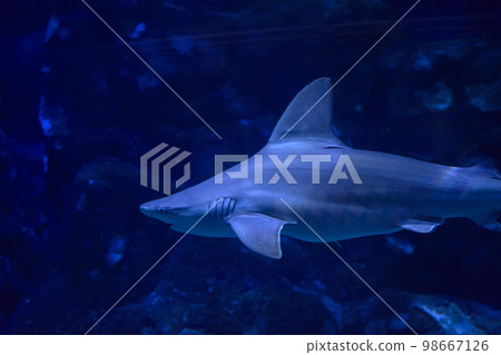 Tiger shark in the ocean surrounded by fish 98667126