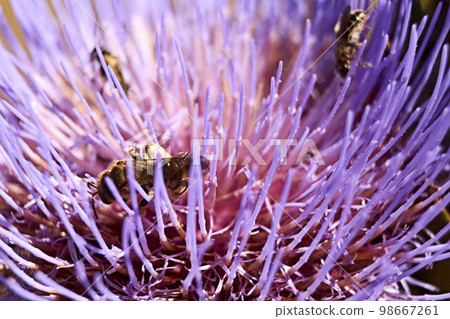 Wasp on pink flower eating pollen Wasp on pink flower eating pollen 98667261