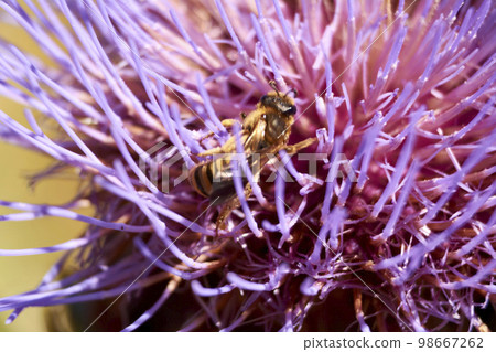 Wasp on pink flower eating pollen Wasp on pink flower eating pollen 98667262