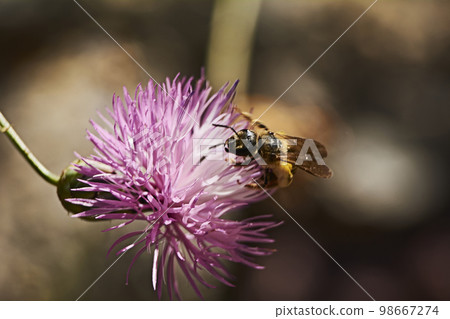 Bee on pink flower eating pollen 98667274