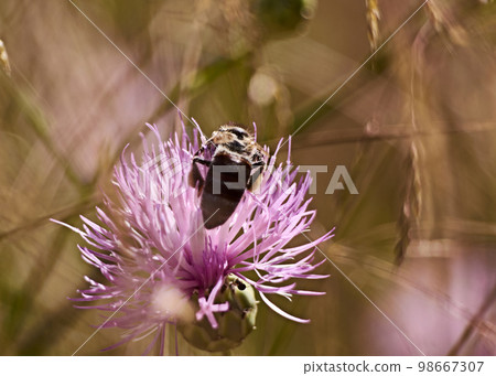 Bee on pink flower eating pollen Bee on pink flower eating pollen 98667307