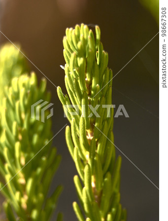 Plant with fine leaves on green background Plant with fine leaves on green background 98667308
