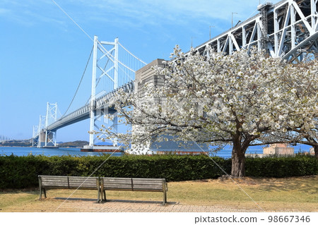 [香川縣]從櫻花盛開的瀨戶大橋紀念公園看到春天的“瀨戶大橋” 98667346
