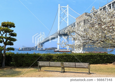[Kagawa Prefecture] "Seto Ohashi Bridge" in spring seen from Seto Ohashi Memorial Park with cherry blossoms in full bloom 98667348