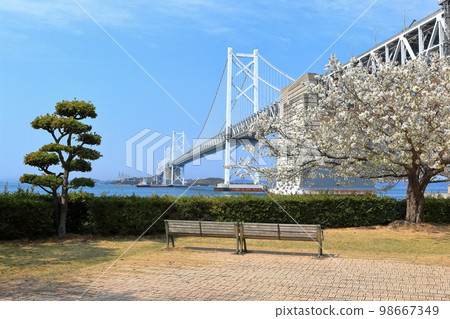 [香川縣]從櫻花盛開的瀨戶大橋紀念公園看到春天的“瀨戶大橋” 98667349