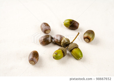 Acorn with a hat Acorn with a hat 98667652