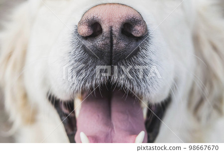 dog pink nose and mustache close-up, his mouth is open and white wool dog pink nose and mustache close-up, his mouth is open and white wool 98667670