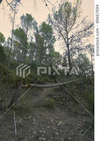Fallen pine on a mountain from a large stone 98667894