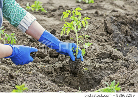 Woman planting a tomato seedling in the vegetable garden. Planting a tomato Woman planting a tomato seedling in the vegetable garden. Planting a tomato 98668299