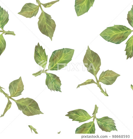 Seamless pattern of green leaves. Watercolor botanical illustration. Isolated on a white background. Hand painting floral print in vintage style. For design of fabric, wrapping paper, wallpaper Seamless pattern of green leaves. Watercolor botanical illustration. Isolated on a white background. Hand painting floral print in vintage style. For design of fabric, wrapping paper, wallpaper 98668593
