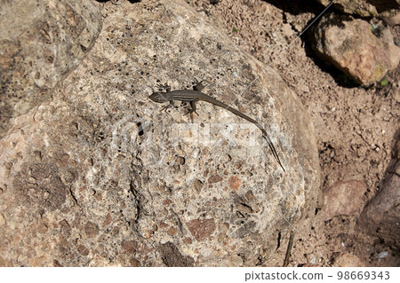 Little lizard on the stones Little lizard on the stones 98669343