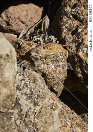Little lizard on the stones Little lizard on the stones 98669346