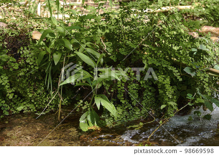 Ferns on the river bank Ferns on the river bank 98669598