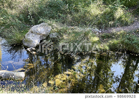 Reflections of vegetation in mountain river 98669928