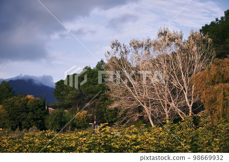 Landscape of trees in autumn, cloudy sky Landscape of trees in autumn, cloudy sky 98669932