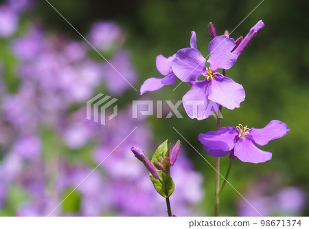 Flowers of Murasakihanana Flowers of Murasakihanana 98671374