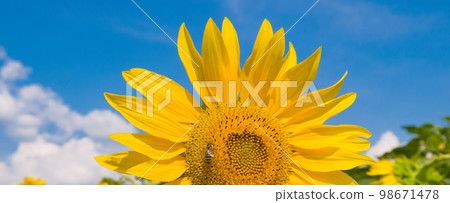 Sunflower and blue sky. Wide photo. 98671478