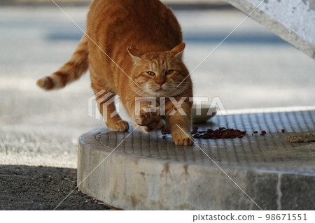 Brown tiger, a local cat that stretches with a cute face Brown tiger, a local cat that stretches with a cute face 98671551