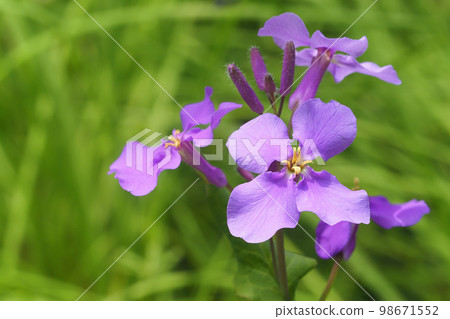 Flowers of Murasakihanana Flowers of Murasakihanana 98671552